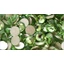 Stelio strasszkövek Peridot - világoszöld  ss3 - 1.40 mm - 50 db Stelio strasszkövek Peridot - világoszöld  ss3 - 1.40 mm - 50 db